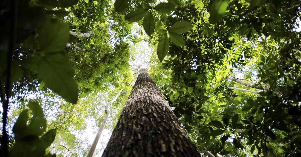 Deputada quer derrubar portaria sobre ocupação de floresta na Amazônia