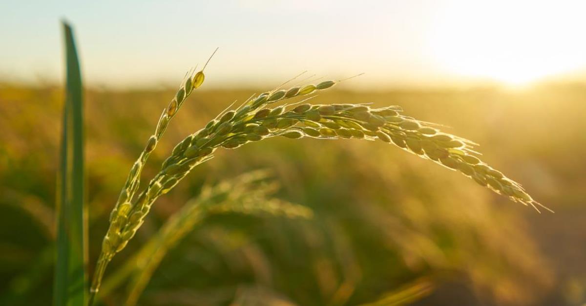 FPA solicita R$ 1 bilhão para reforço no Seguro Rural