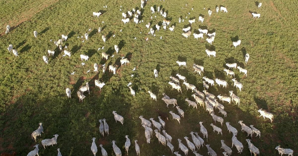 Pará quer rastrear 100% da produção bovina até dezembro de 2026