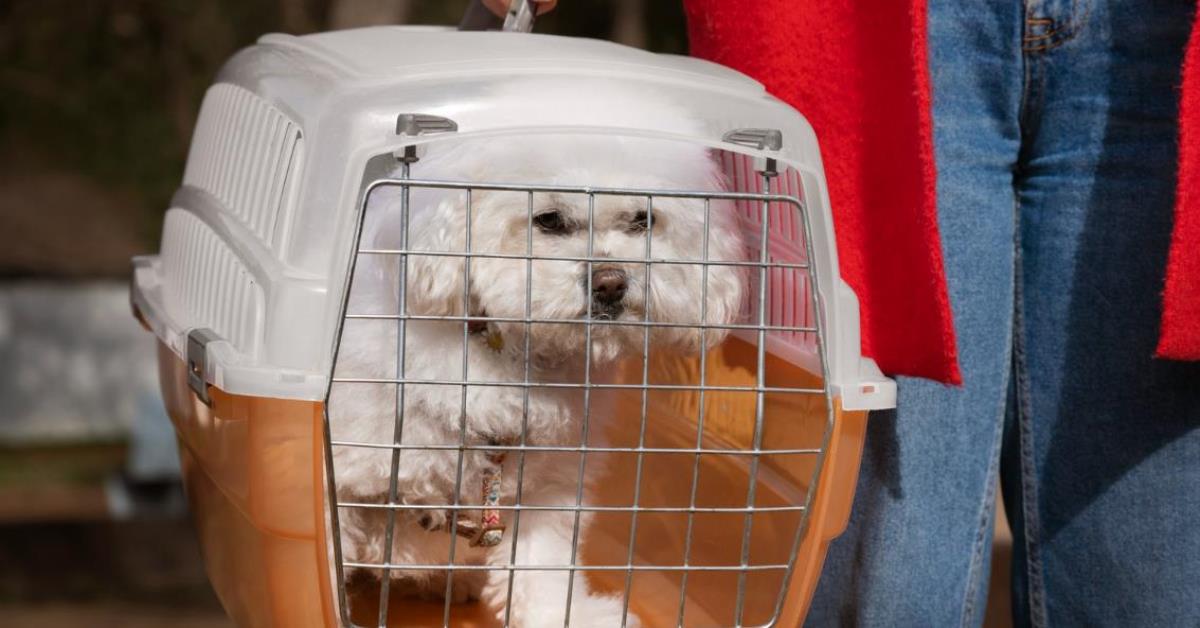 Senado: CMA vota regras para transporte aéreo de animais domésticos