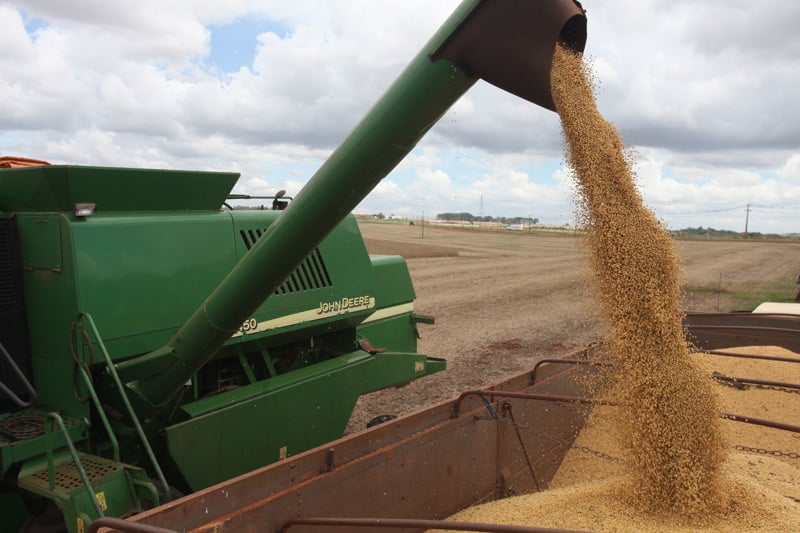 Agricultores avançam na colheita da primeira safra em meio a projeções otimistas para milho, arroz, feijão e algodão