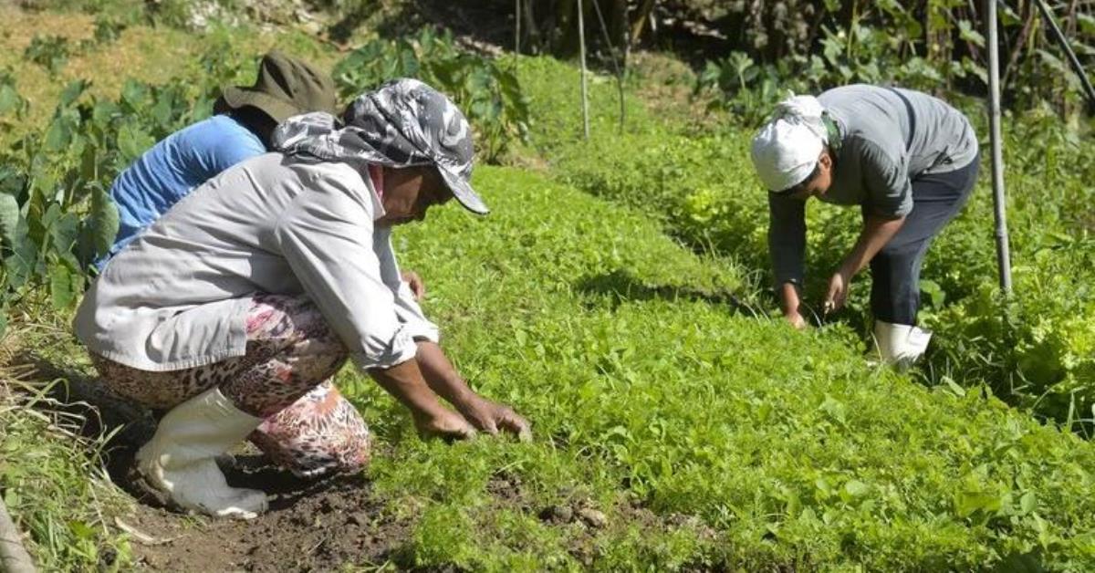 Chamada pública investe R$ 24 mi em agroecologia no Brasil