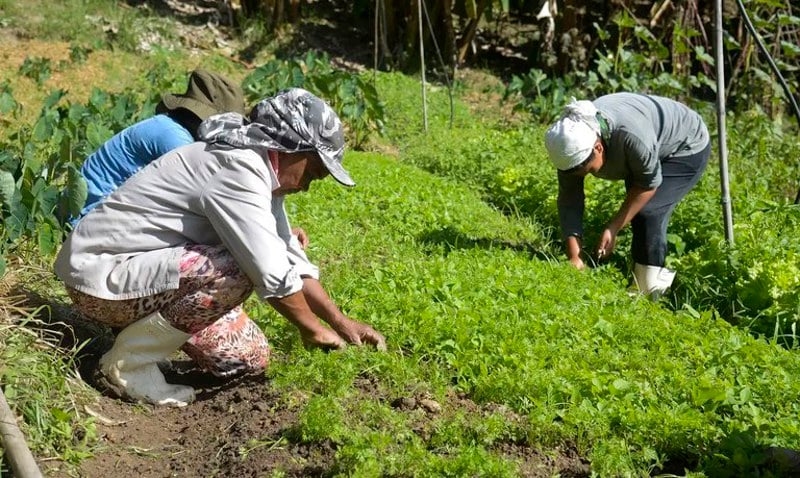 Cerimônia contou com a presença de agricultores, estudantes e pesquisadores.