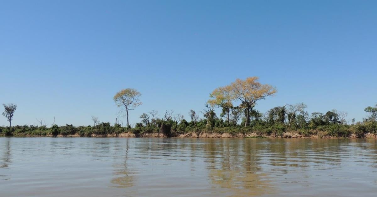 Pantanal deve entrar na pauta da COP30, defendem especialistas
