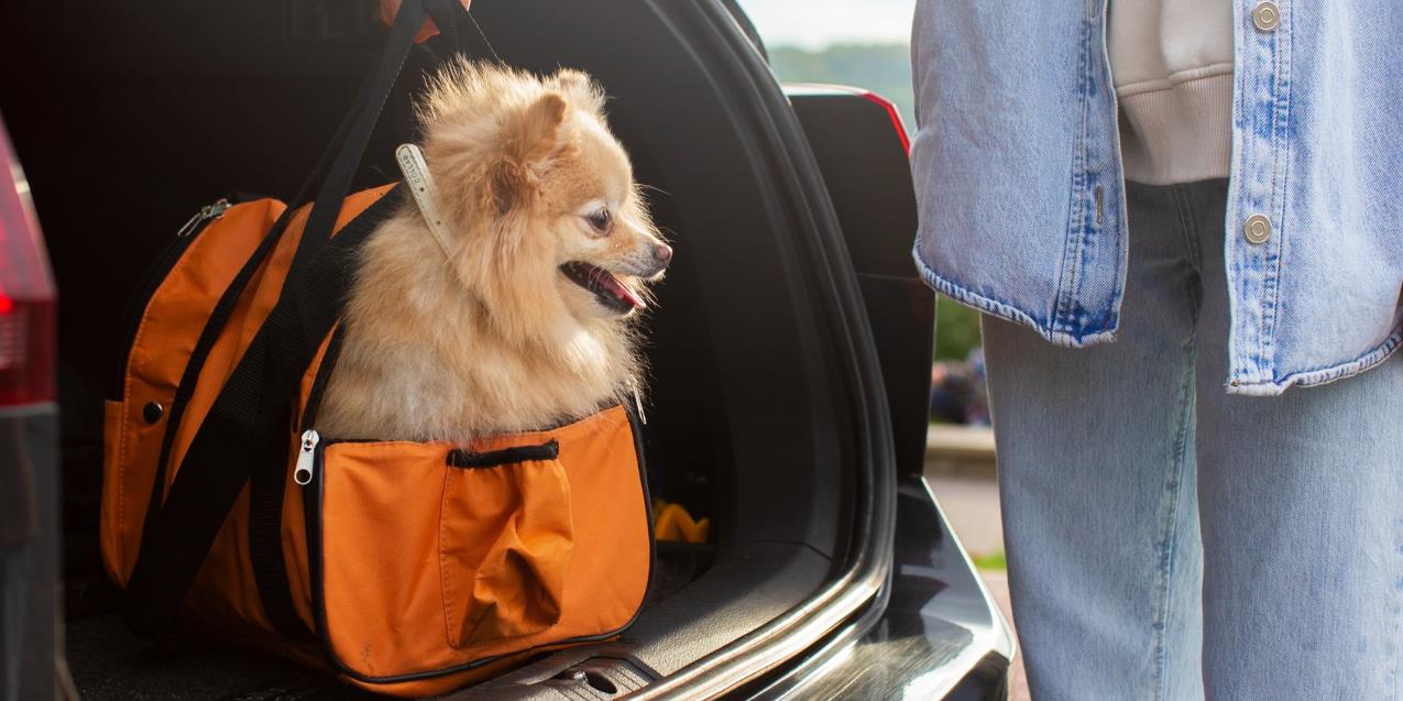 Senado: CMA aprova regras para o transporte aéreo de cães e gatos