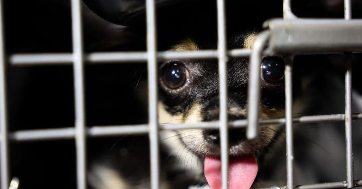 Senado pauta Lei Joca, que cria regras para transporte aéreo de pets