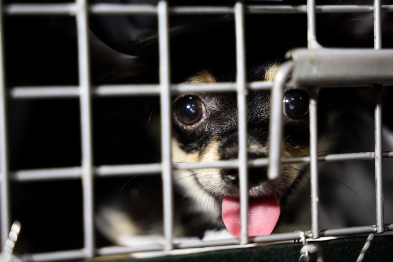 Senado deve votar nesta quarta-feira (23) um conjunto de regras para transporte aéreo de animais.