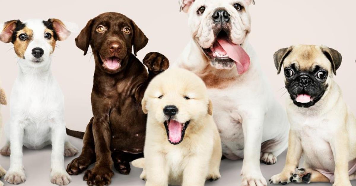 Agenda Legislativa Animal 2025 é lançada no Congresso