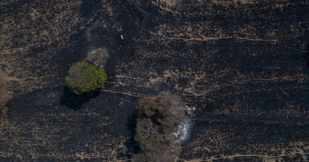Desmatamento na Mata Atlântica cai 14% em 2024