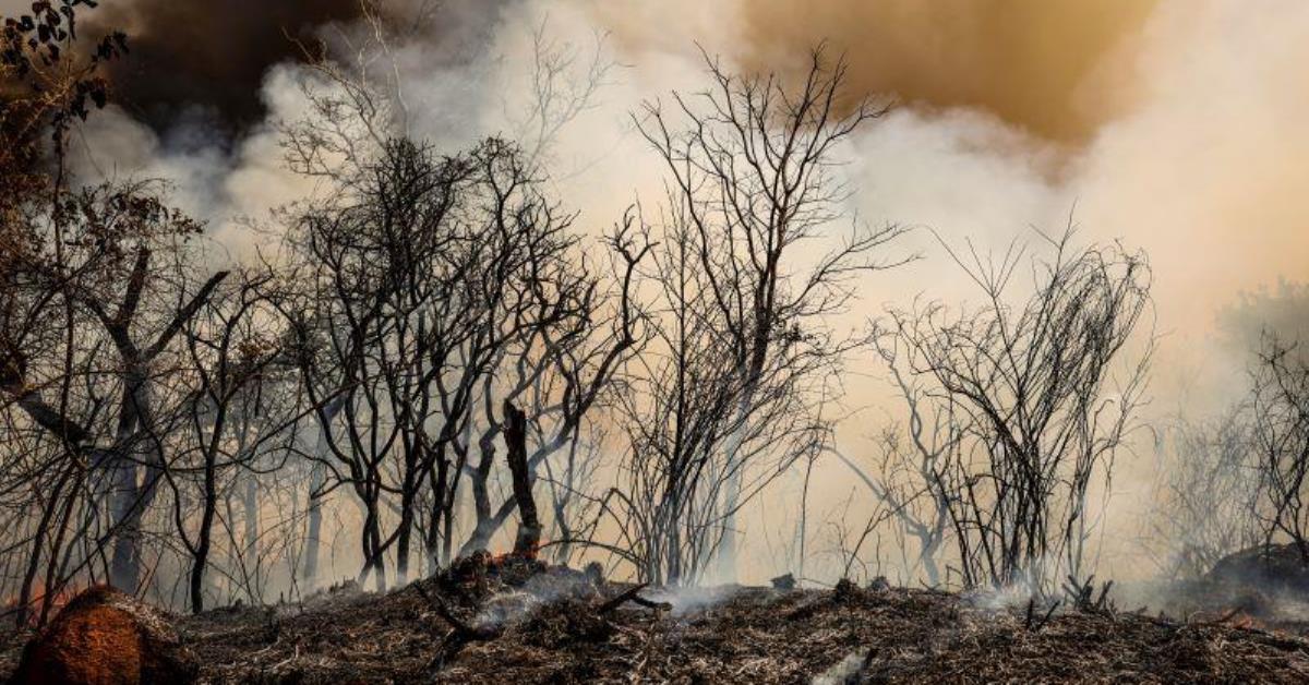 Desmatamento no Brasil cai 32% em 2024