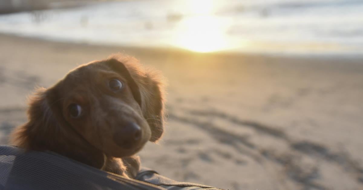 Disque Denúncia de maus-tratos a animais avança na Câmara
