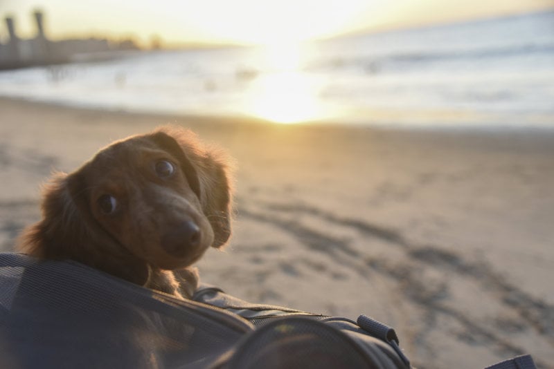 Projeto busca fortalecer as medidas de proteção a animais