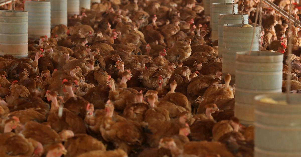 Frente da Agropecuária defende ação diplomática após gripe aviária