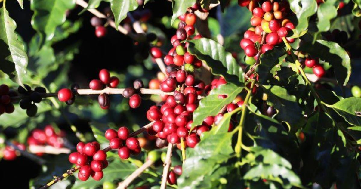 Governo libera R$ 7,2 bilhões para financiar produção de café em 2025