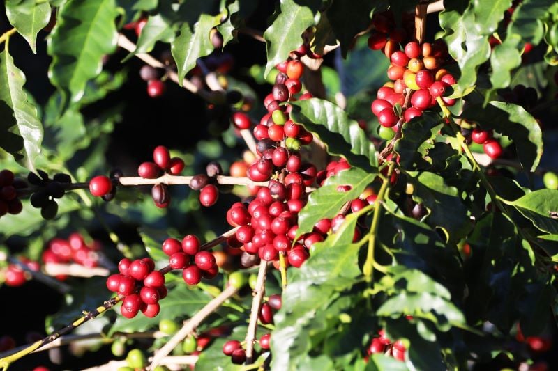 Plantação de café em Espírito Santo do Pinhal (SP).
