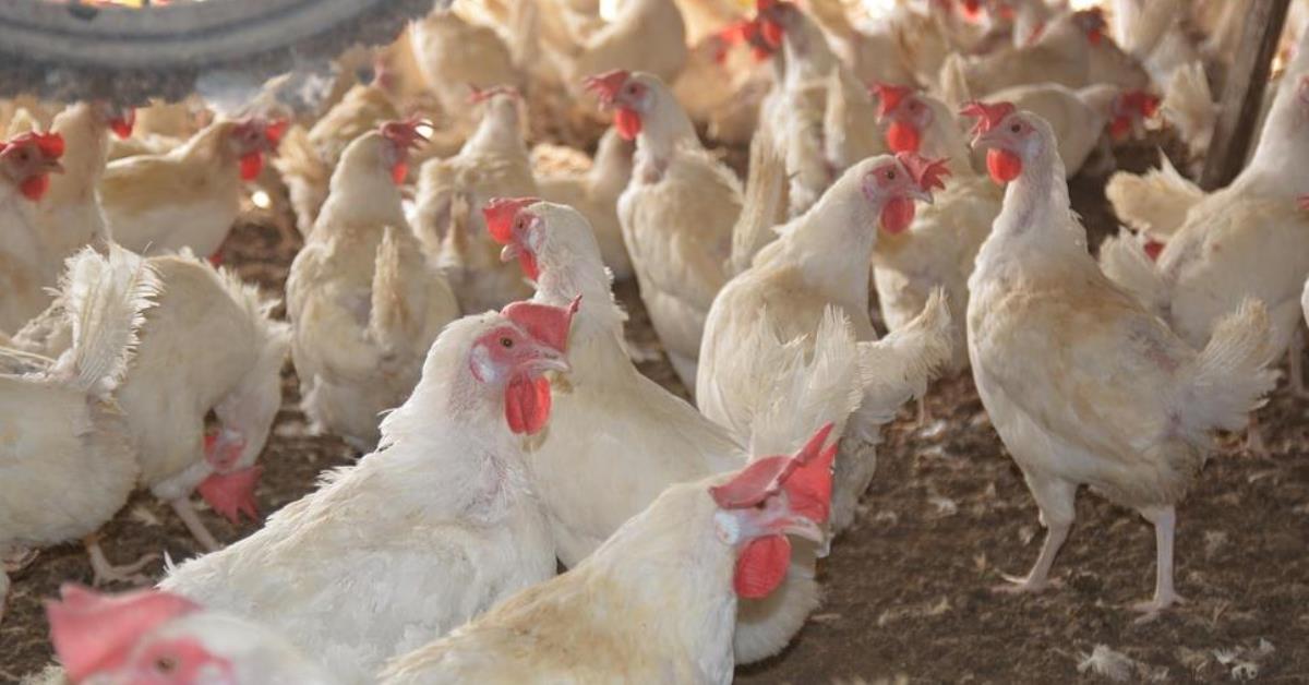 Mais três países suspendem importação de frangos do Brasil; veja lista