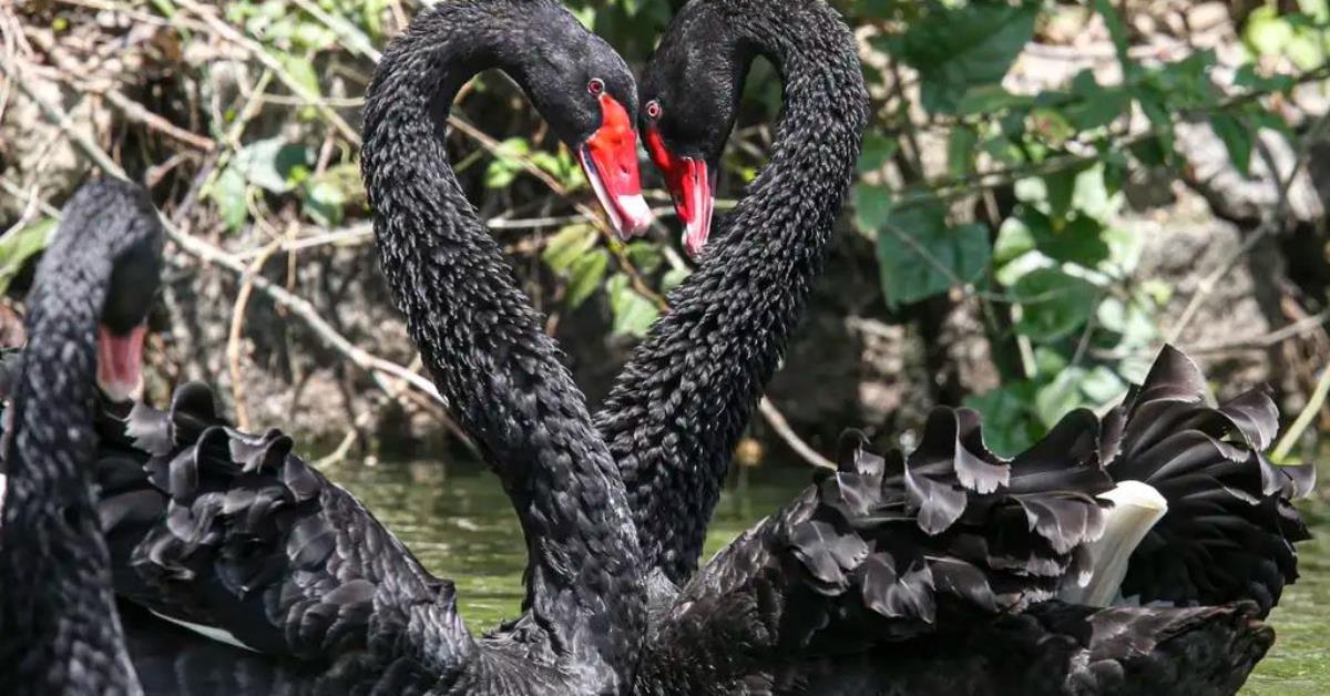 Minas Gerais declara emergência sanitária por gripe aviária em BH