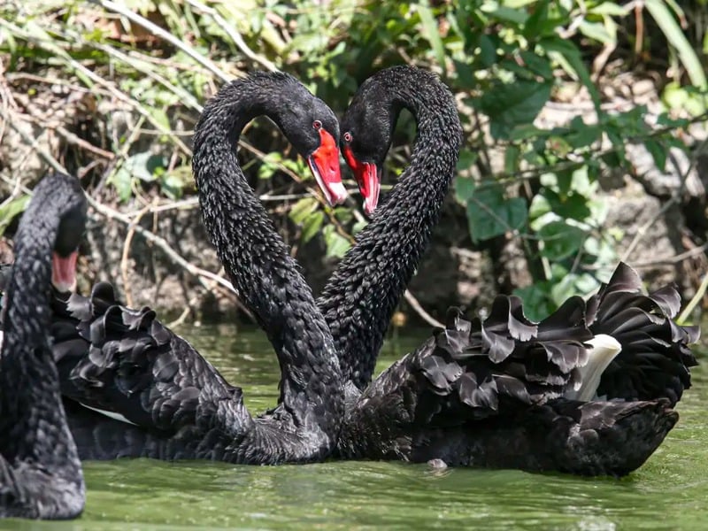 Cisnes-negros infectados em sítio de Mateus Leme, na Grande BH, levaram governo de Minas a decretar emergência sanitária por gripe aviária.
