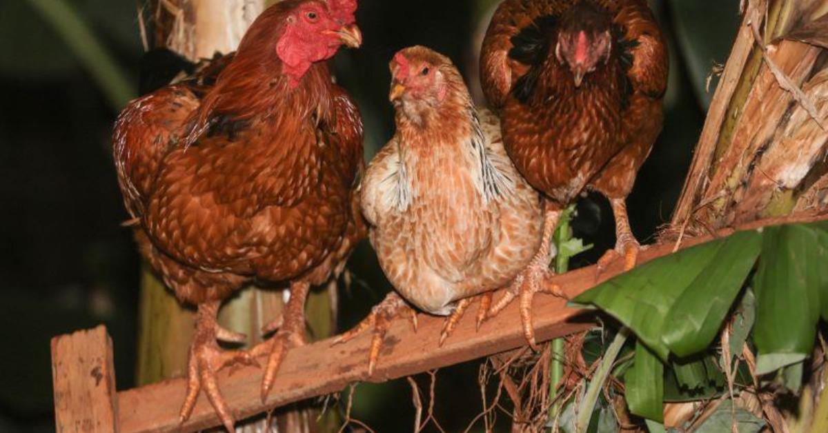 Para se livrar de gripe aviária, Brasil precisa de 28 dias sem casos