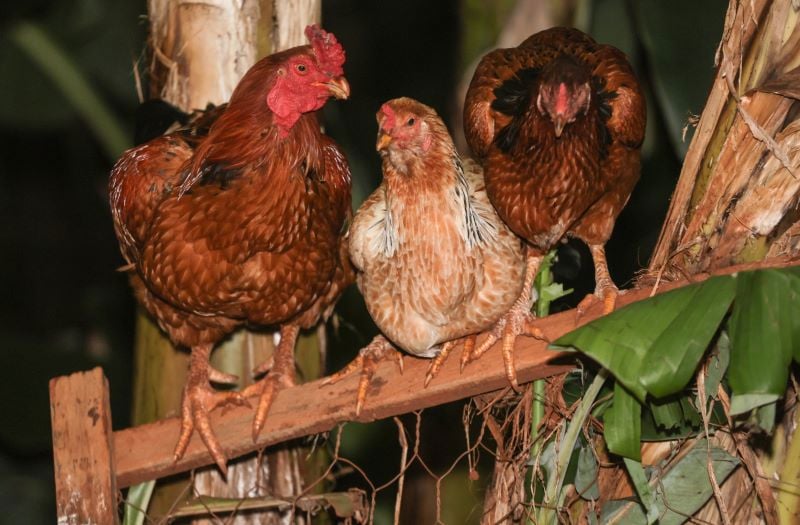 Detecção de gripe aviária em Montenegro (RS) afetou a exportação de frango do Brasil.