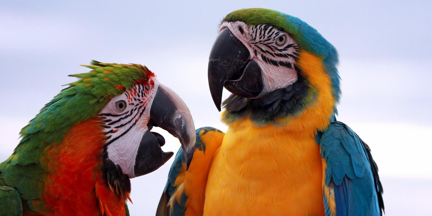 Projeto de lei destina multas ambientais para proteção animal