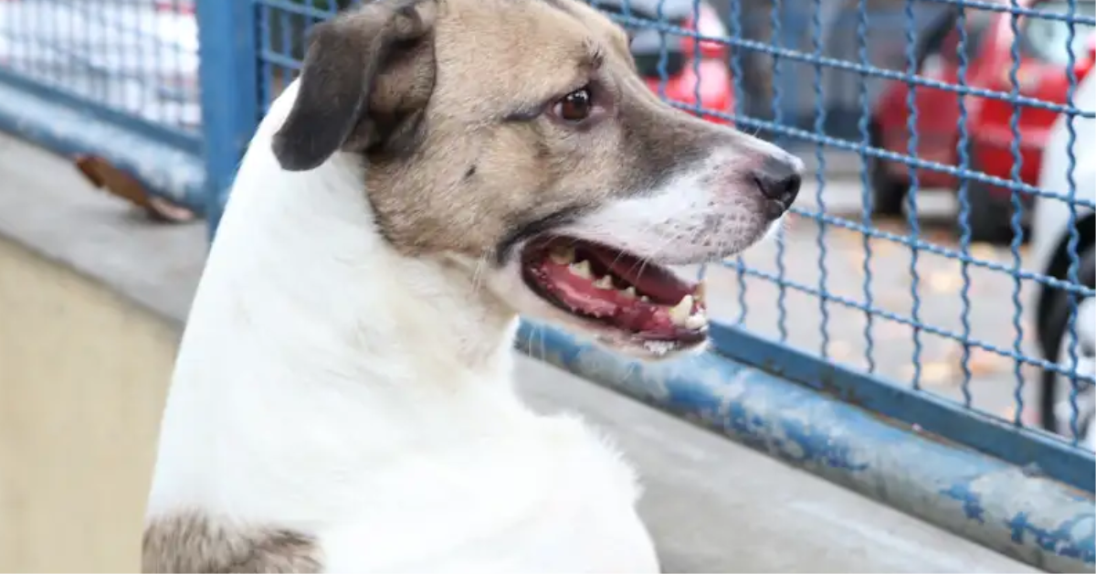 Projeto que proíbe tatuagem e piercing em animais é aprovado no Senado