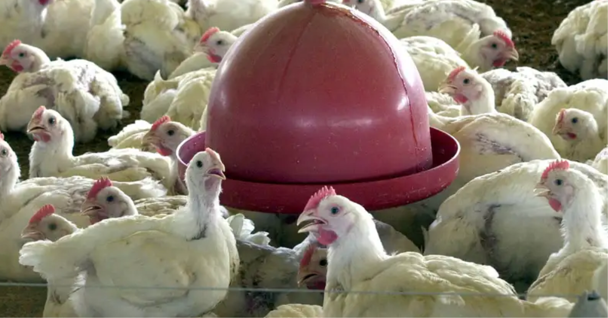 Rússia e mais países reduzem restrição para compra de frango do Brasil