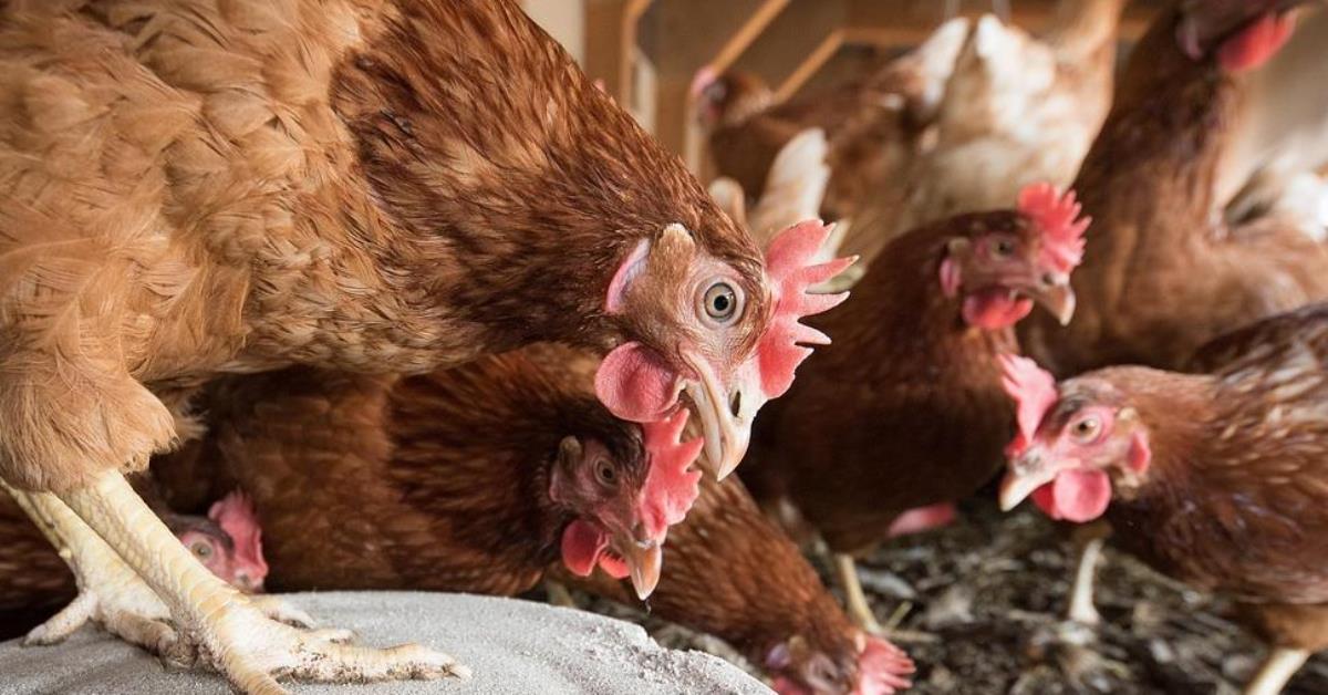 Brasil se declara livre da gripe aviária após 28 dias sem casos