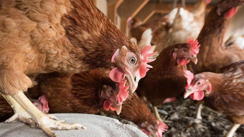 Granja com galinhas.