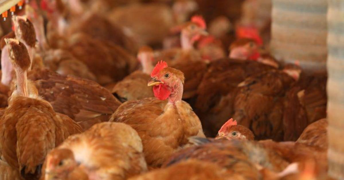 Brasil tem 28 dias sem casos e deve se declarar livre da gripe aviária