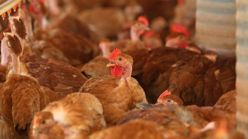 Nenhuma granja comercial apresentou novos focos de gripe aviária durante o período de monitoramento, segundo o governo federal.