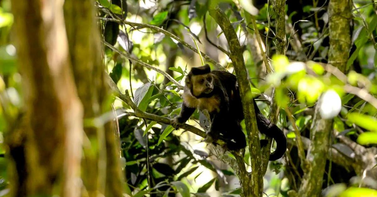 Governo divulga plano de proteção a animais ameaçados de extinção