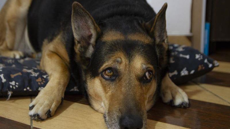 Com a nova lei, tatuagens com fins estéticos em cães e gastos passam a ser consideradas maus-tratos.