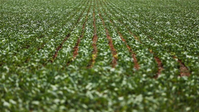 Setor do agro deve sofrer grande impacto com tarifa anunciada por Trump. Na foto, plantação de soja em Alto Paraíso (GO)