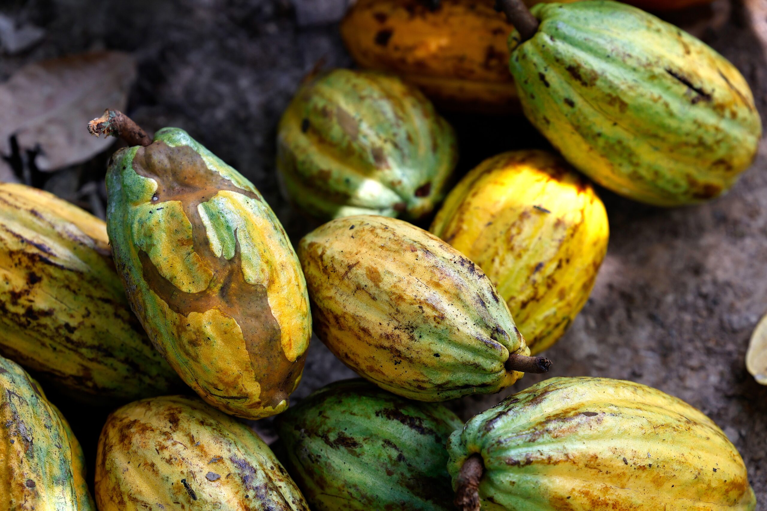 FAO divulga resultado com base em média trienal de dados entre 2022 e 2024.