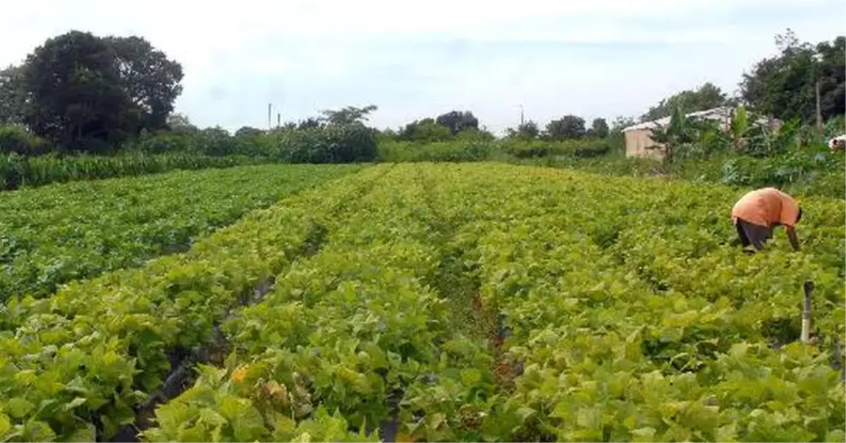 É aprovada a Política Nacional de Juventude e Sucessão Rural