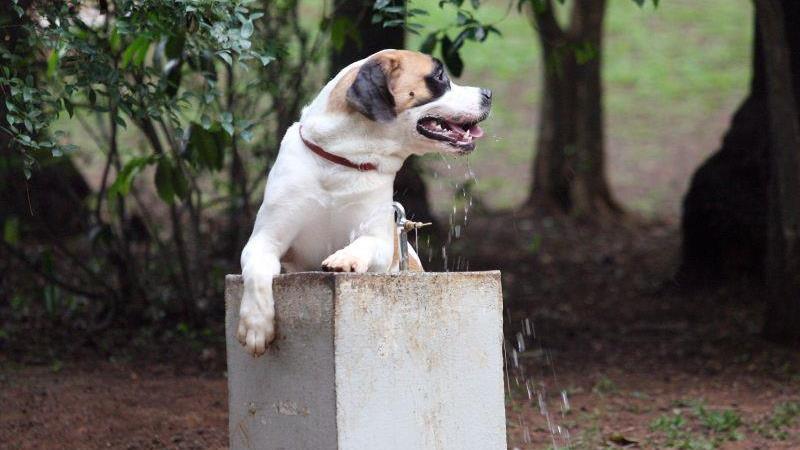 Projeto na Câmara busca estimular discussão sobre doenças que podem ser transmitidas entre humanos e animais.