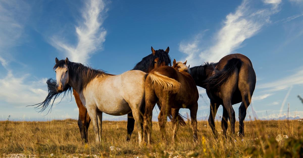 Tragédia com cavalo leva Congresso a discutir novas regras